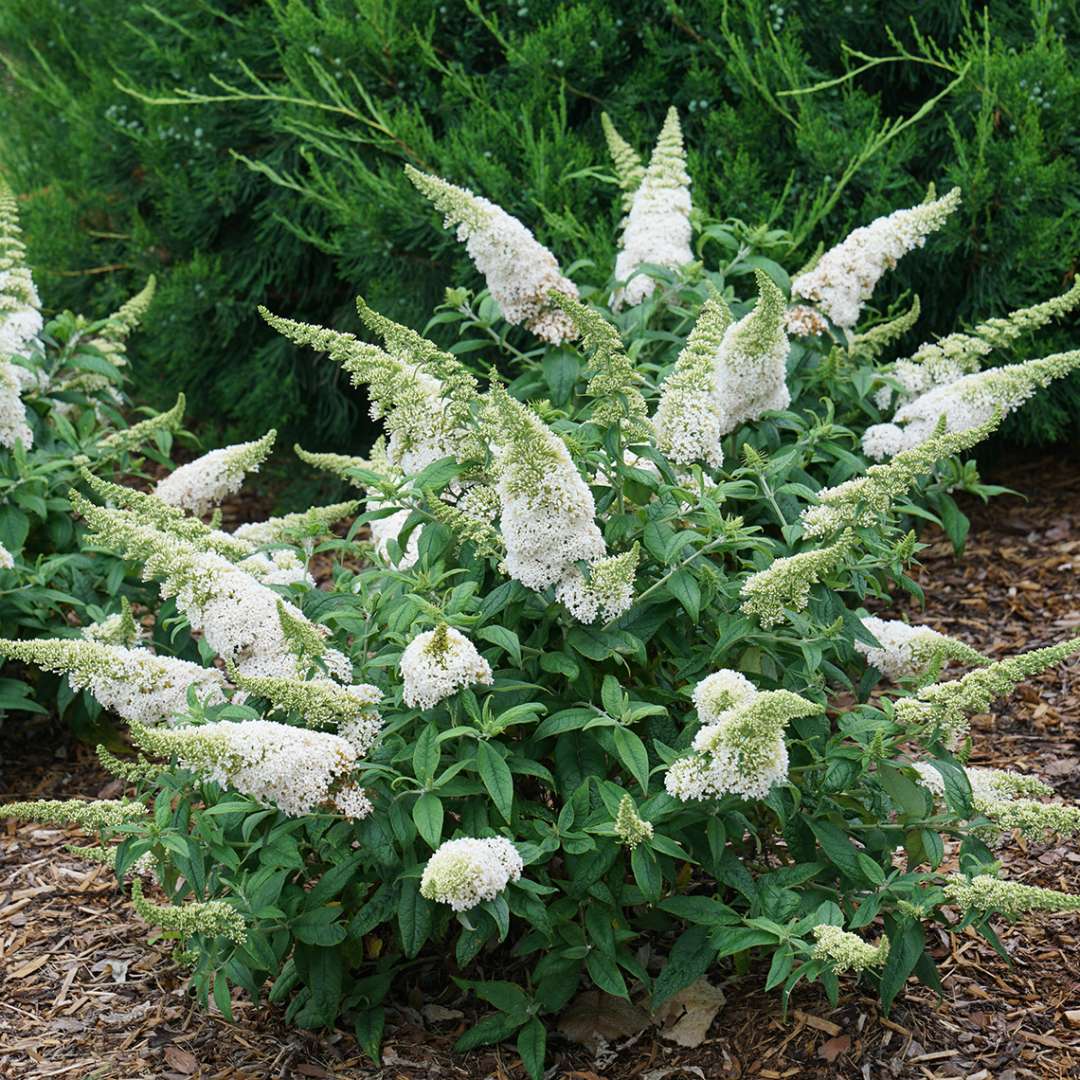 Pugster White Buddleia in garden